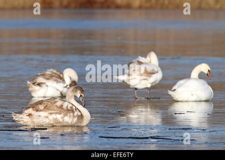 Famille de cygnes tuberculés (Cygnus olor ) sur lac gelé pendant la migration Banque D'Images