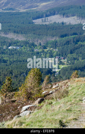 Le Glenmore Forest Park de : Cairn Gorm, Aviemore, Highland, Scotland, UK Banque D'Images