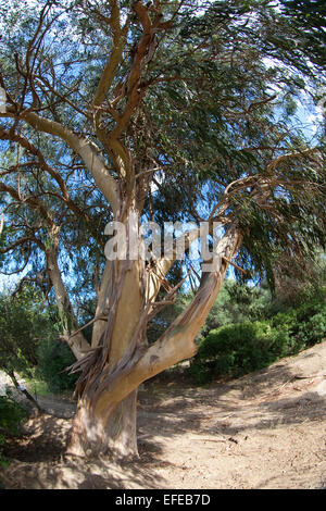 Blue Gum de Tasmanie, le sud de l'eucalyptus, Blauer Eukalyptus, Tasmanischer Blaugummibaum Fieberbaum, Eucalyptus globulus, Banque D'Images