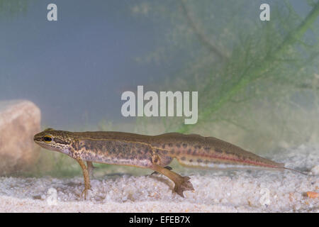 Triton palmé, homme, Fadenmolch, Männchen, Wassertracht Faden-Molch Leistenmolch, Lissotriton helveticus,,, Triturus helveticus Banque D'Images