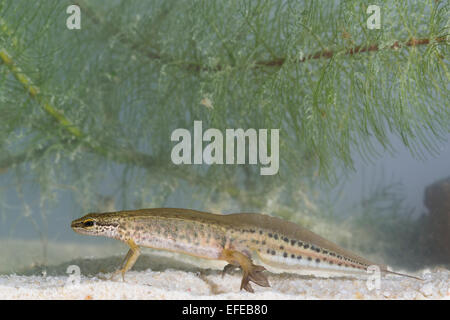 Triton palmé, homme, Fadenmolch, Männchen, Wassertracht Faden-Molch Leistenmolch, Lissotriton helveticus,,, Triturus helveticus Banque D'Images