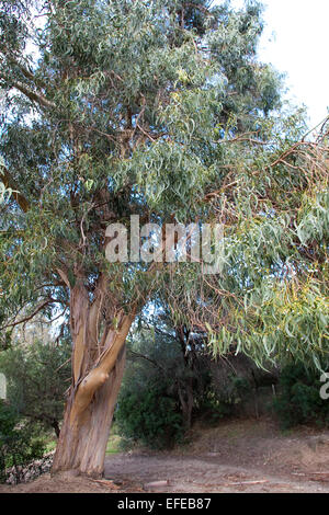 Blue Gum de Tasmanie, le sud de l'eucalyptus, Blauer Eukalyptus, Tasmanischer Blaugummibaum Fieberbaum, Eucalyptus globulus, Banque D'Images