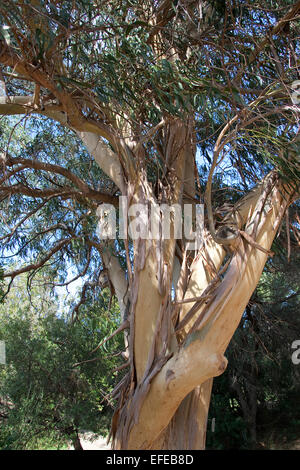 Blue Gum de Tasmanie, le sud de l'eucalyptus, Blauer Eukalyptus, Tasmanischer Blaugummibaum Fieberbaum, Eucalyptus globulus, Banque D'Images