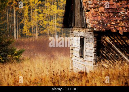 Une vieille maison rurale, dans la forêt. Banque D'Images