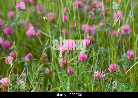 Trifolium pratense. Le trèfle rouge dans une prairie de fleurs sauvages. Banque D'Images
