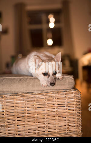 Zara un croisement Jack Russel/Spitz japonais reposant dans la salle de séjour Banque D'Images