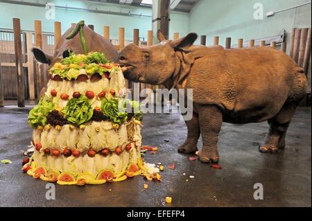 Pilsen, République tchèque. 09Th Feb 2015. Premier anniversaire de rare rhinocéros indien Maruska, qui est né à Plzen zoo 2 février 2014, est vu au zoo de Pilsen, République tchèque, le 2 février 2015. Photo : CTK/Alamy Live News Banque D'Images