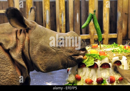 Pilsen, République tchèque. 09Th Feb 2015. Premier anniversaire de rare rhinocéros indien Maruska, qui est né à Plzen zoo 2 février 2014, est vu au zoo de Pilsen, République tchèque, le 2 février 2015. Photo : CTK/Alamy Live News Banque D'Images