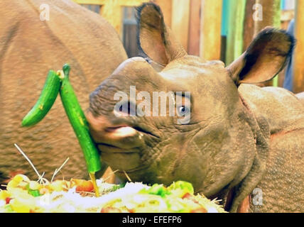 Pilsen, République tchèque. 09Th Feb 2015. Premier anniversaire de rare rhinocéros indien Maruska, qui est né à Plzen zoo 2 février 2014, est vu au zoo de Pilsen, République tchèque, le 2 février 2015. Photo : CTK/Alamy Live News Banque D'Images