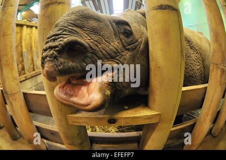 Pilsen, République tchèque. 09Th Feb 2015. Premier anniversaire de rare rhinocéros indien Maruska, qui est né à Plzen zoo 2 février 2014, est vu au zoo de Pilsen, République tchèque, le 2 février 2015. Photo : CTK/Alamy Live News Banque D'Images