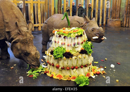 Pilsen, République tchèque. 09Th Feb 2015. Premier anniversaire de rare rhinocéros indien Maruska (à droite), qui est né à Plzen zoo 2 février 2014, a eu lieu au zoo de Pilsen, République tchèque, le 2 février 2015. Photo : CTK/Alamy Live News Banque D'Images