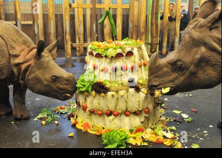 Pilsen, République tchèque. 09Th Feb 2015. Premier anniversaire de rare rhinocéros indien Maruska (à gauche), qui est né à Plzen zoo 2 février 2014, a eu lieu au zoo de Pilsen, République tchèque, le 2 février 2015. Voir à droite sa mère Manjula. Photo : CTK/Alamy Live News Banque D'Images