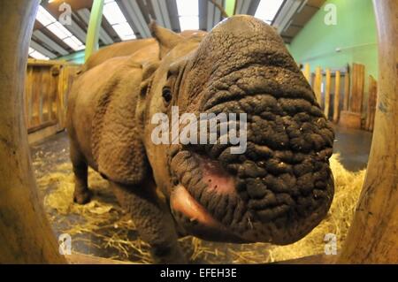 Pilsen, République tchèque. 09Th Feb 2015. Premier anniversaire de rare rhinocéros indien Maruska, qui est né à Plzen zoo 2 février 2014, a eu lieu au zoo de Pilsen, République tchèque, le 2 février 2015. Photo : CTK/Alamy Live News Banque D'Images