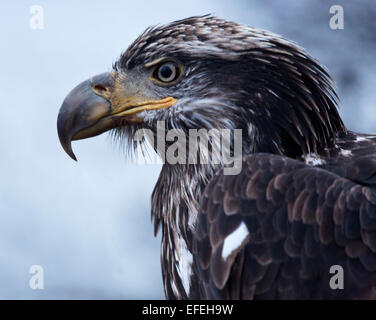 Golden Eagle puissant à l'état sauvage le long des rives de la rivière Chilkat à Haines, Alaska. Banque D'Images