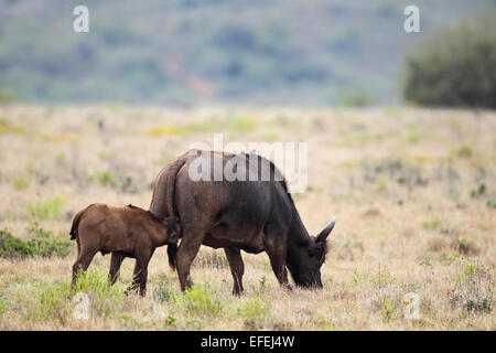 Buffle (Syncerus caffer) mère allaitant son veau dans l'Amakhala Game Reserve, Eastern Cape, Afrique du Sud. Banque D'Images