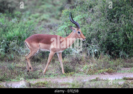 Homme Impala (Aepyceros melampus) dans l'Amakhala Game Reserve, Eastern Cape, Afrique du Sud. Banque D'Images