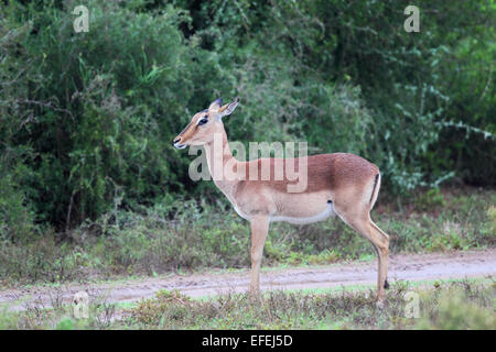 Femelle Impala (Aepyceros melampus) dans l'Amakhala Game Reserve, Eastern Cape, Afrique du Sud. Banque D'Images