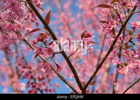 Himalayan sauvages les fleurs de cerisier (Prunus cerasoides), Khun Chang Khian, Chiang Mai, Thaïlande Banque D'Images
