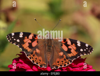 Close up of Painted Lady butterfly sur zinnia fleur Banque D'Images