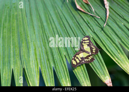 Siproeta stelenes Malachite : Papillon. Spécimens élevés en captivité Banque D'Images