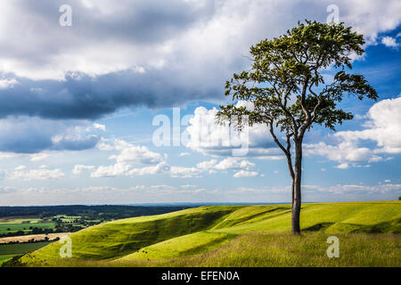 La vue de Roundway Hill et l'âge de fer de fortin Oliver's Castle près de Devizes dans le Wiltshire. Banque D'Images