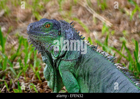 Femme iguane vert (Iguana iguana), la tête et le visage profile Banque D'Images