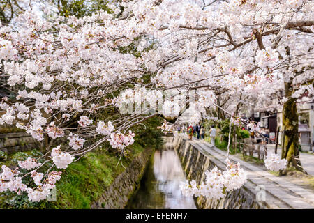Kyoto, Japon à Promenade du Philosophe dans le Printemps. Banque D'Images