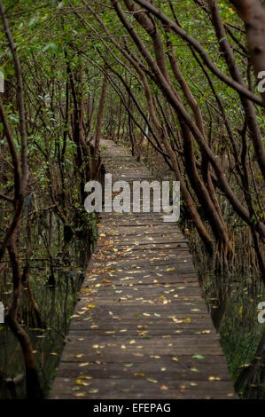 Forêt de mangrove de passerelle à Muara Angke Wildlife Sanctuary, Jakarta. Banque D'Images