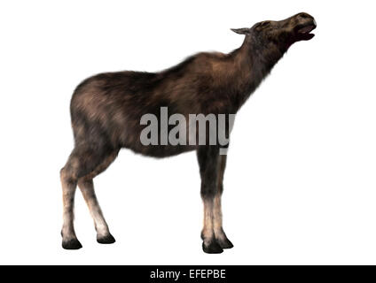 Numérique 3D render of a female moose (Amérique du Nord) ou l'élan d'Eurasie (Europe), ou d'Alces alces, isolé sur fond blanc Banque D'Images