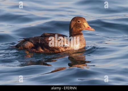 - Eider à tête grise (Somateria spectabilis) - 1er homme hiver Banque D'Images