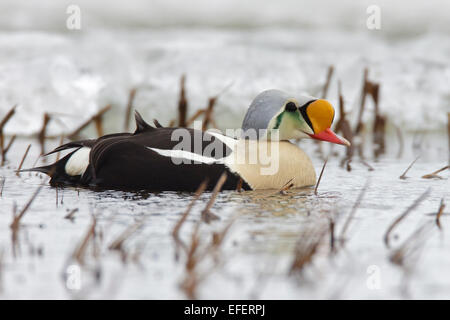 - King Eider Somateria spectabilis - reproduction mâle Banque D'Images