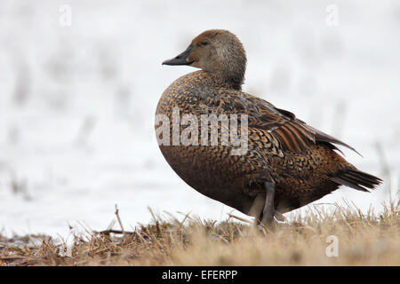 - King Eider Somateria spectabilis - reproduction femelle Banque D'Images