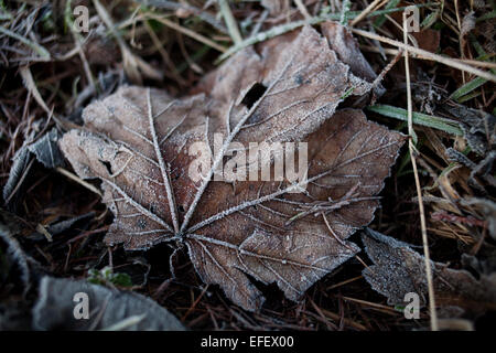 Une feuille de platane tombée dans un matin couvert de givre. Banque D'Images