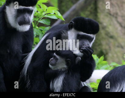 Close-up d'un singe Colobus guereza fuligineux ou (Colobus guereza) avec jeune ludique Banque D'Images