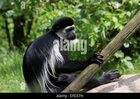 Manteau de l'Afrique de l'est (ou guereza noir et blanc) (Colobus guereza Colobus monkey) Banque D'Images