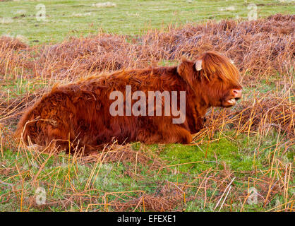 Highland cattle aux cheveux longs assis dans un champ dans le Derbyshire Peak District England UK Banque D'Images