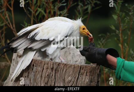 Gestionnaire d'oiseaux démontrant les compétences d'un vautour charognard blanc égyptien (Neophron percnopterus) lors d'un spectacle d'oiseaux Banque D'Images