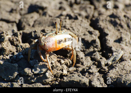 D'Urville Fiddler Crabe dans la zone de marée Banque D'Images