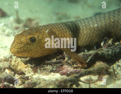 Un serpent de mer olive photographié dans l'Est de champs, Papouasie Nouvelle Guinée Banque D'Images