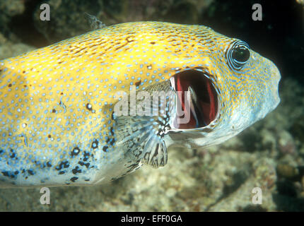 Un poisson-globe bleu repéré en cours de nettoyage par un nettoyant de Bluestreak Napoléon Champs dans l'Est de la Papouasie-Nouvelle-Guinée Banque D'Images