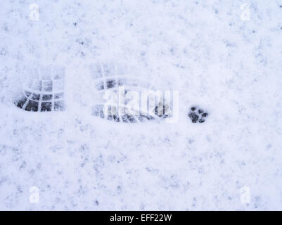 Foot Print dans la neige Banque D'Images