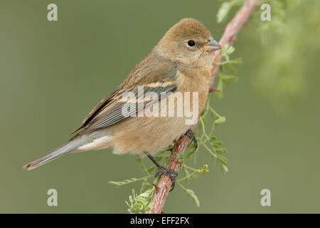 - Passerin azuré Passerina amoena - femelle Banque D'Images