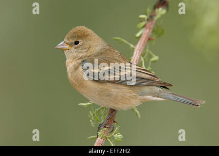 - Passerin azuré Passerina amoena - femelle Banque D'Images