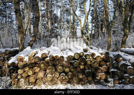 La récolte du bois de sciage dans une forêt d'hiver. La récolte de bois d'hiver. Journaux dans l'exploitation forestière. Dans la forêt d'hiver Banque D'Images