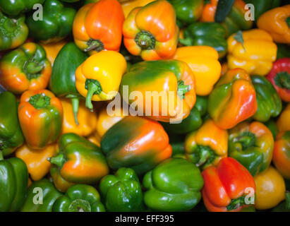 Nombreuses couleurs poivrons sur farmers market. Poivron coloré affichage à l'endroit du marché Banque D'Images