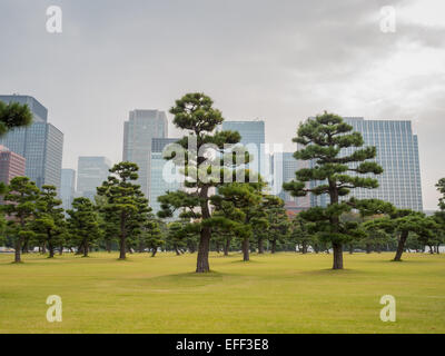 Pins et de gratte-ciel dans le jardin en face de Palais Impérial de Tokyo Banque D'Images
