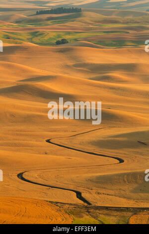 Les champs de blé d'or de l'été dans la région agricole de la Palouse de Washington. USA Banque D'Images