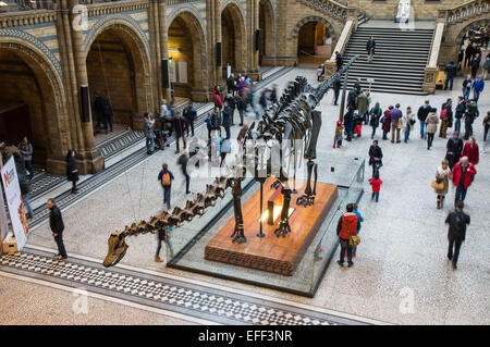 L'Hintze Hall avec squelette Diplodocus dans le Natural History Museum de Londres Angleterre Royaume-Uni UK Banque D'Images