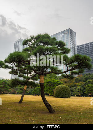 Jardin japonais avec des gratte-ciel en arrière-plan à Hama Rikyu-Onshi teien, Tokyo Banque D'Images