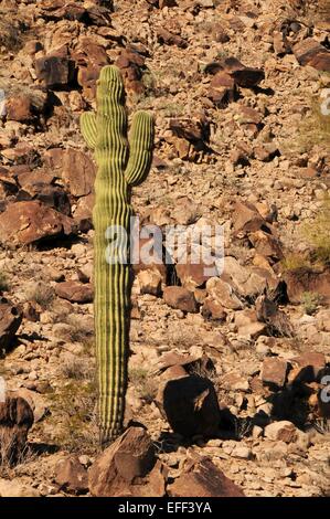 Saguaro cactus seul se tenant entre les roches sur colline Arizona - USA Banque D'Images